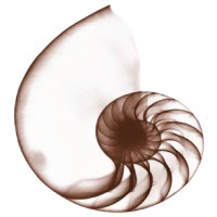 Nautilus Maritime Pte. Ltd. logo - Similar company to Pacific Logistics