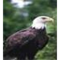 Richard And Co. Forensic Accountants (Chartered And Certified Forensic Accountants)