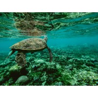 SIDS Ocean Science Policy Network logo - Similar company to Ocean Voices Programme