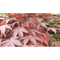 The National Agency logo - Similar company to Unitech Digital Solutions