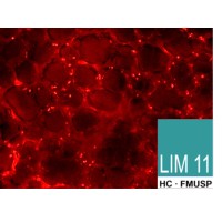 Laboratório Cirúrgico de Pesquisa Cardiovascular (LIM-11), Instituto do Coração (Incor), HCFMUSP logo - Similar company to Dilg Gmbh
