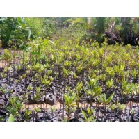 Niger Delta Mangrove Management Group
