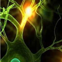 NeuroGen Technologies Inc. logo - Similar company to Emblem Bio-Nutraceuticals