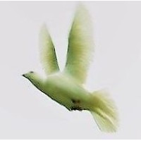 Marak logo - Similar company to Marak