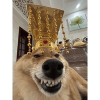 Best Mod APK logo - Similar company to Freaking Studios