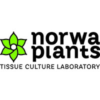 Norwa Plants logo - Similar company to Vitroflora - Plant Tissue Culture Specialists