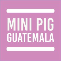 Mini Pig Guatemala