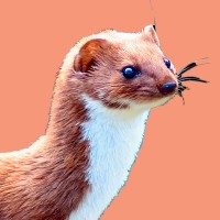 Weasel Social logo - Similar company to Weasel