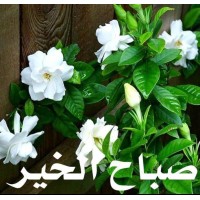 MobiWins Offshore SAL logo - Similar company to Softdental Center Sdc