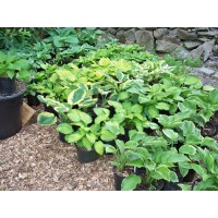 The Hosta Farm of Mendon logo - Similar company to Feeds 'N Needs