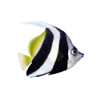 Great Barrier Reef Foundation logo - Similar company to Every Cure