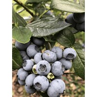 BerryAgro.pl logo - Similar company to Kst Konsulting Sp. Z O.O.