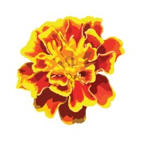 Marigold Londongate logo - Similar company to Wild River Adventures