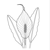 Wild Botanicals logo - Similar company to Wild Collective