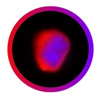 CTC Atlas logo - Similar company to Cytbio