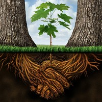 Lincoln Landscaping Inc logo - Similar company to Mint Landscaping