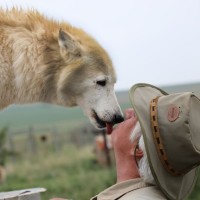 Huskyromi Wolf Sanctuary logo - Similar company to White Wolf Sanctuary