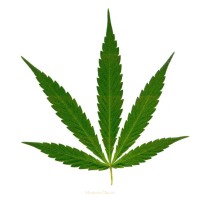 Cannabis Search Group logo - Similar company to Cannabis Business Association Of Illinois