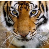 Tiger Teas logo - Similar company to Comptoir Botanique