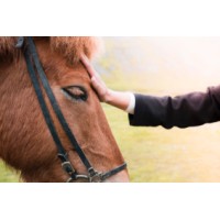 Cheval et Développement Humain logo - Similar company to Journal Le Cheval