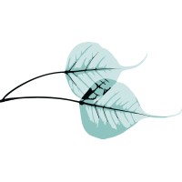 Wise Leaf Advisors logo - Similar company to Bpa Consulting