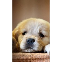 Marketing course logo - Similar company to Selfelearn Online Course