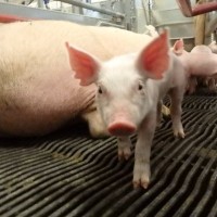 Sask Swine Welfare Research Group logo - Similar company to Genba Solutions Gmbh