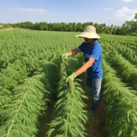 Industrial Hemp logo - Similar company to Hemp Market News