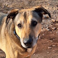 Benafim Dog Rescue Centre logo - Similar company to Burrows & Partners