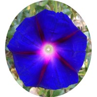 DB Energy and Wellness logo - Similar company to Escape Technology