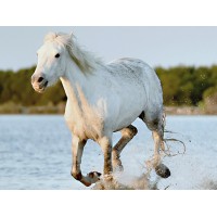 HorseWeb logo - Similar company to Dieckmann Futtermittel Gmbh & Co.Kg