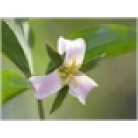 Trillium Springs Counseling