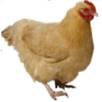 Tiny Drumsticks logo - Similar company to Think Dutchess Alliance For Business