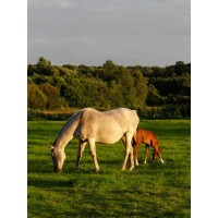Benham Park Stud logo - Similar company to Sir Richard Sutton Limited (Srsl)