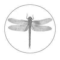 Dragonfly IT logo - Similar company to Dragonfly It