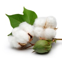 Cotton Trader logo - Similar company to Joy Cotton Export