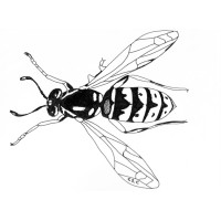 C2C Pest Control & Environmental Services Ltd logo - Similar company to Dr Pest Control