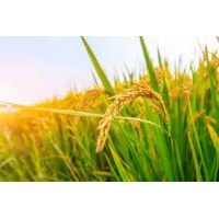 Vibha Seeds logo - Similar company to Seed Innovations