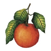 Yava Restaurant logo - Similar company to Avlu Restaurant
