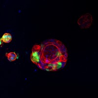 Cancer Molecular Biology Lab - IRCCS Candiolo logo - Similar company to The Brazilian Society For Biochemistry And Molecular Biology