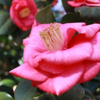 Empathy Flower Sanctuary