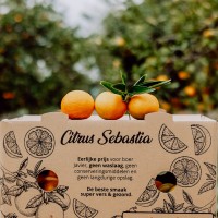 Citrus Sebastia logo - Similar company to Flinndal