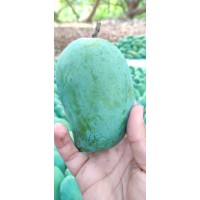 SHREEJI MANGO FARM