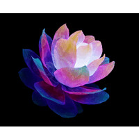 Amaranth Foundation logo - Similar company to Autonomy Bio
