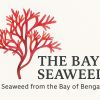 The Bay Seaweed logo - Similar company to Umimare - Sea Innovation