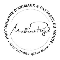 Galerie Mathieu Pujol