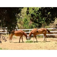 Paradise Dreams Animal Sanctuary