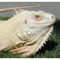 Great White Reptiles logo - Similar company to Vinwiki, Inc.