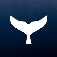 Black Whales Pictures logo - Similar company to Decia Films