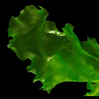 PHYCOLOGIC logo - Similar company to Cdsp